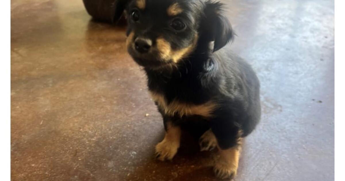 Rehoming puppies in Cypress, TX For Sale & Free — Nextdoor