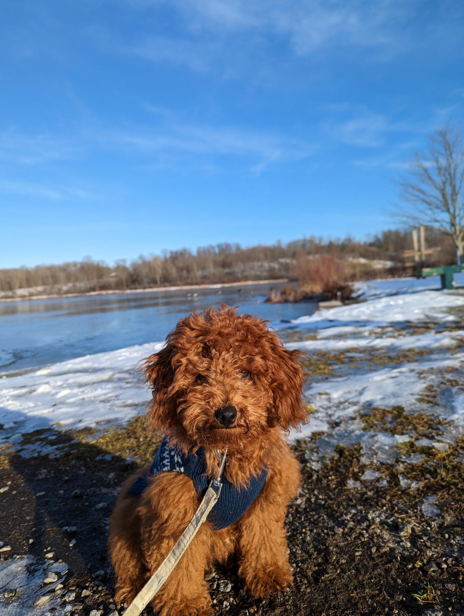 Smooch Pooch Peace Love And Pets Peace Love Music SVG, Music SVG