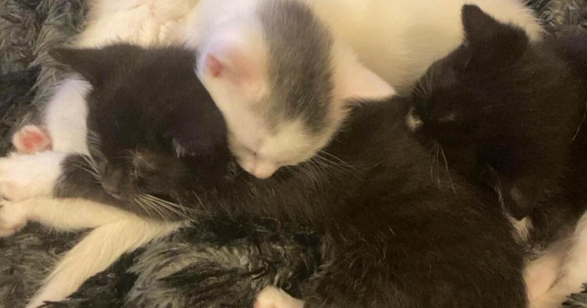 Kittens for 40 in Omaha, NE For Sale & Free — Nextdoor