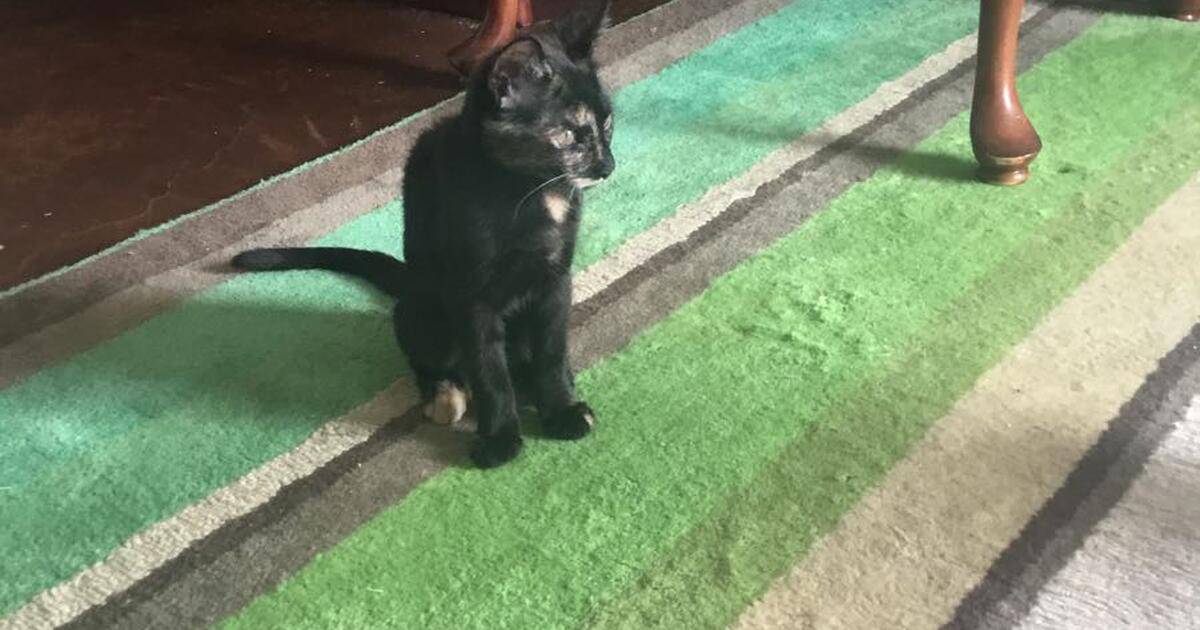 two-kittens-8-months-old-for-20-in-florence-az-for-sale-free