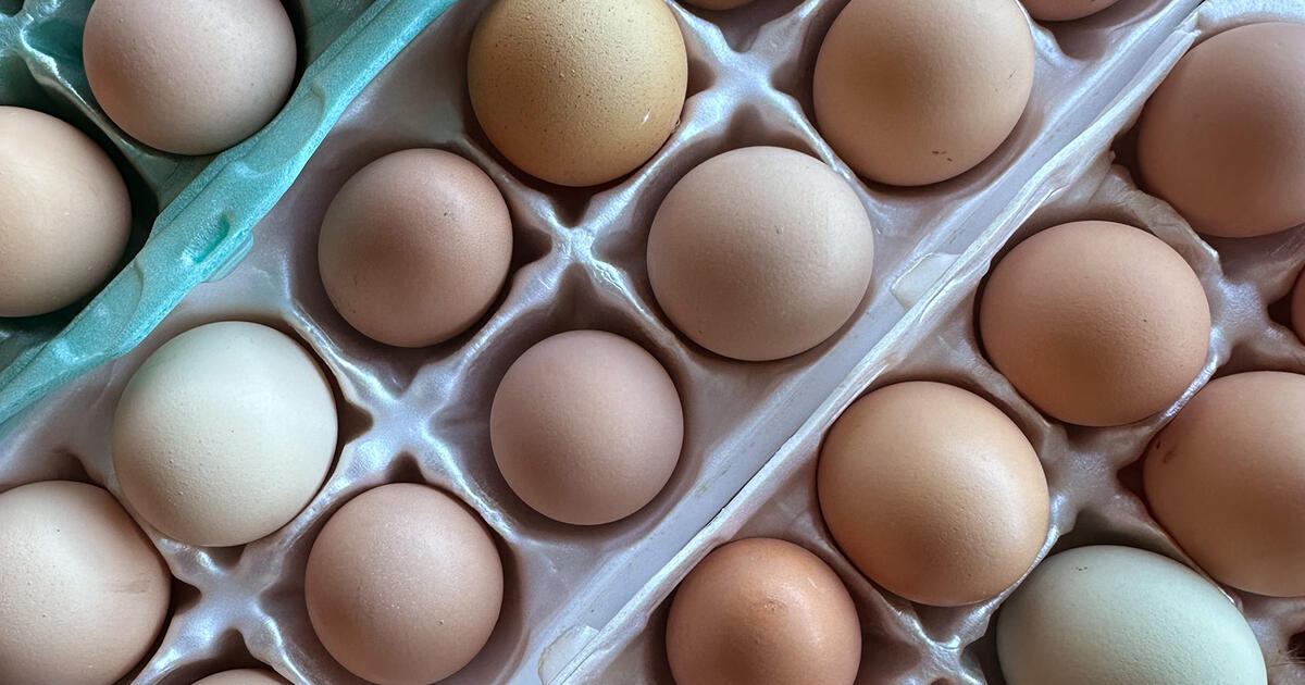 Farm Fresh Eggs for 5 in Hendersonville, NC For Sale & Free — Nextdoor