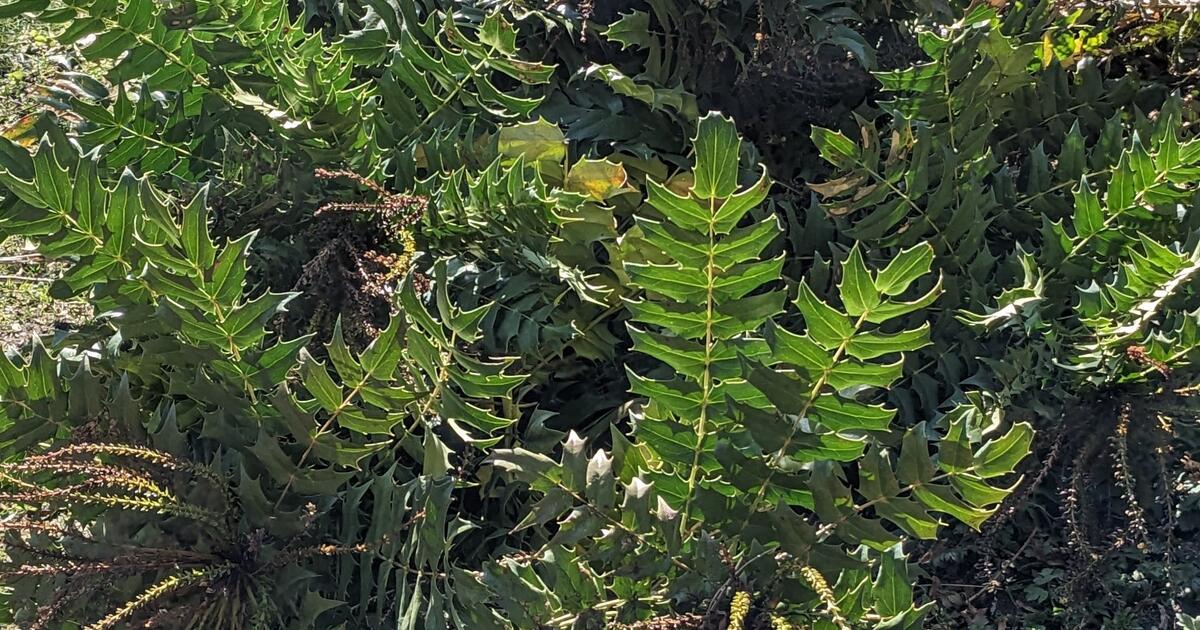 Use PRICKLY PLANTS to DETER CATS from HUNTING in YOUR GARDEN. for Free