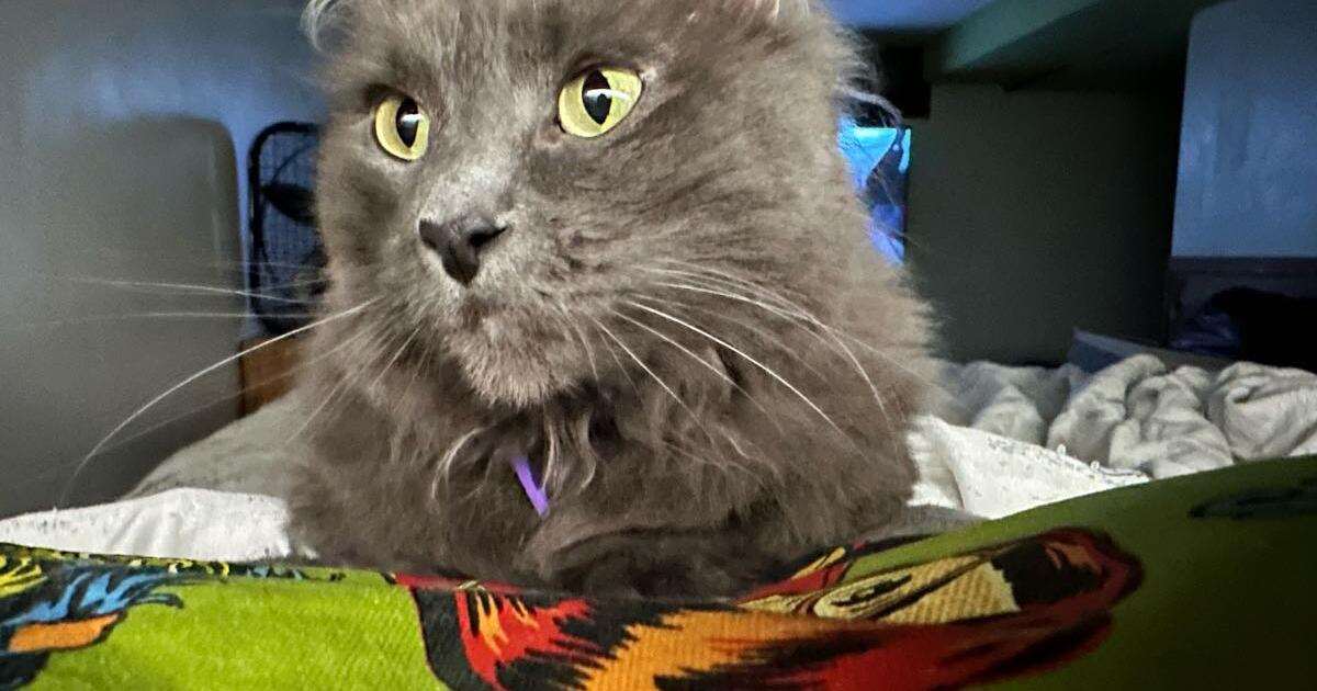 Looking for a good home for 15 in Independence, MO For Sale & Free