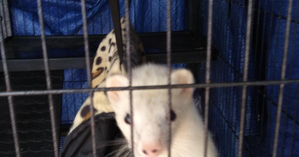ferrets for Free in North Port, FL Finds — Nextdoor
