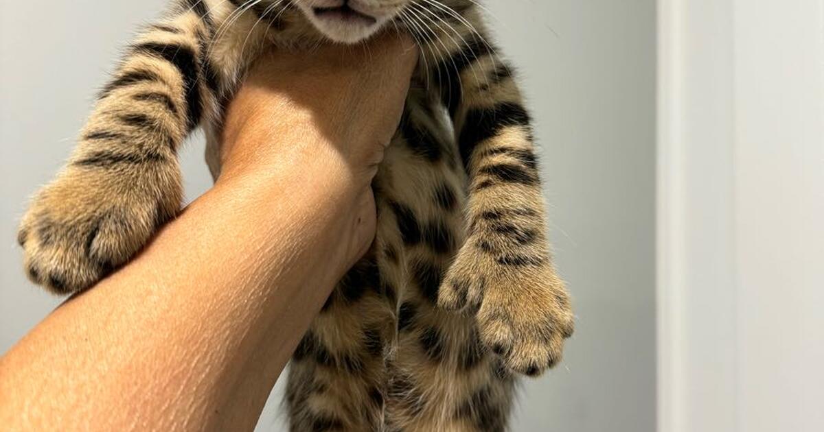Beautiful Bengal Kittens re homing fee for Free in Buena Park, CA