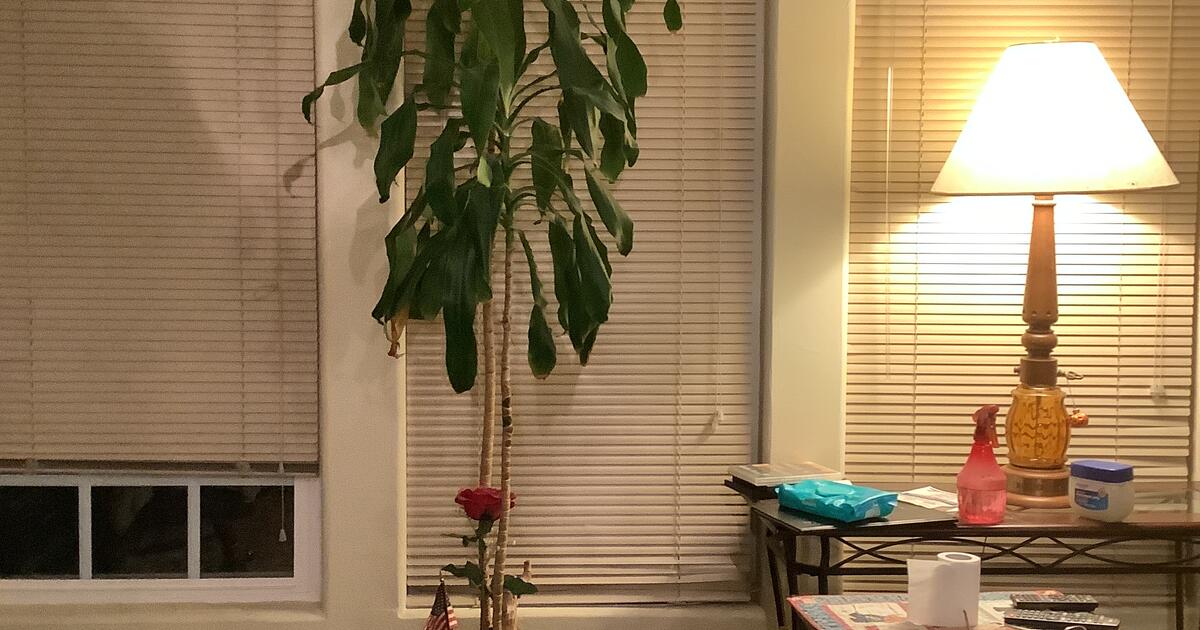 Plants for Free in Albuquerque, NM Finds — Nextdoor