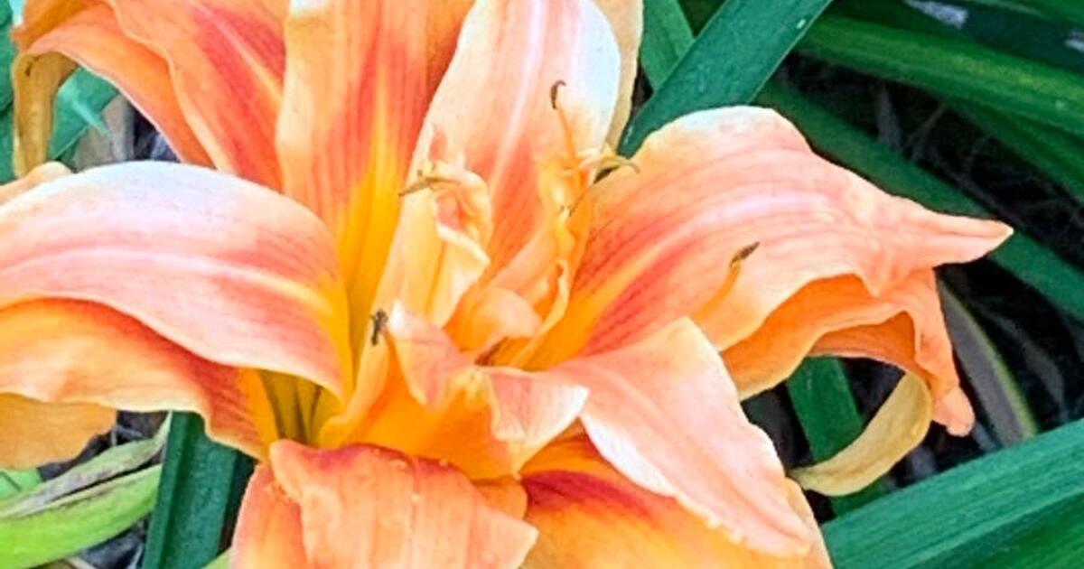 Yet another round of Daylilies FREE for Free in Crestwood, KY Finds