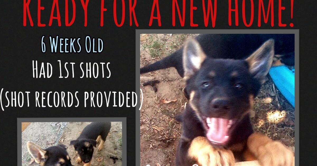 German shepherd wolf puppies for 150 in fresno ca for sale free