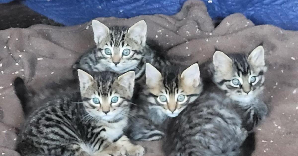 4 six week old kittens for Free in Emerald Hills CA For Sale