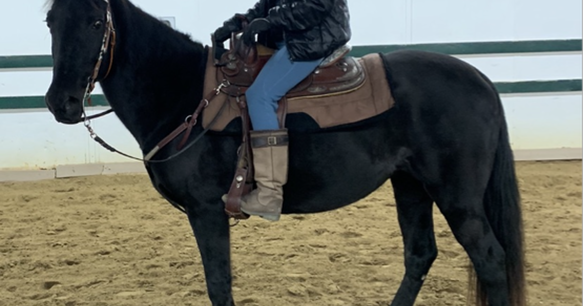 HORSES for Free in Danville, CA Finds — Nextdoor