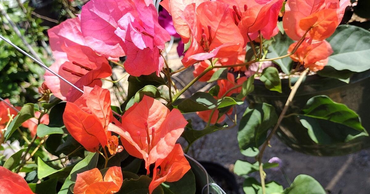 🌺🌱🪻PLANTS 🪻🌱🌺 for 10 in Live Oak, TX Finds — Nextdoor