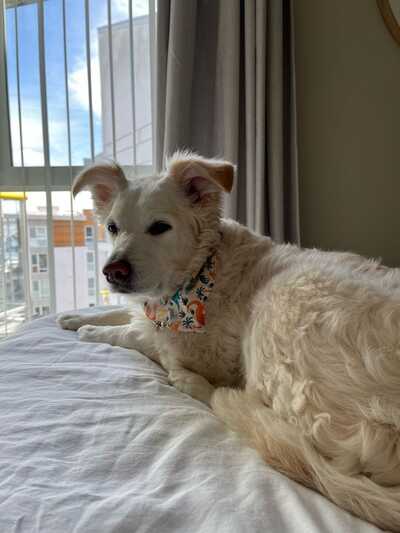 Sepulveda Animal Hospital Culver City CA Nextdoor