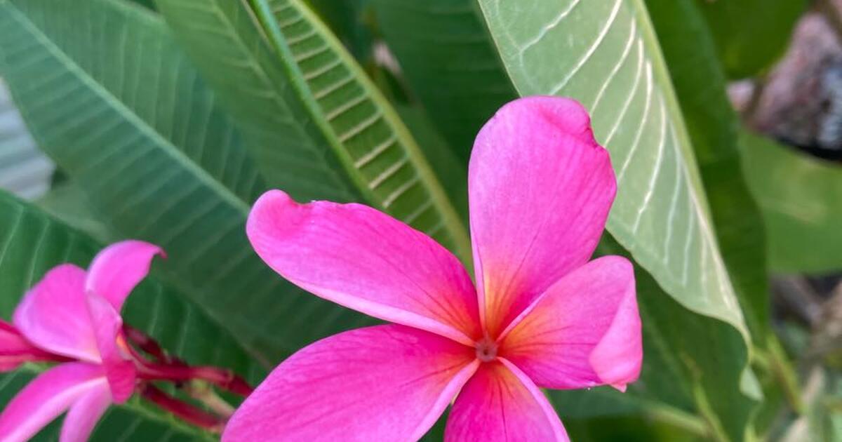 Plumerias for 10 in Murphy, TX Finds — Nextdoor