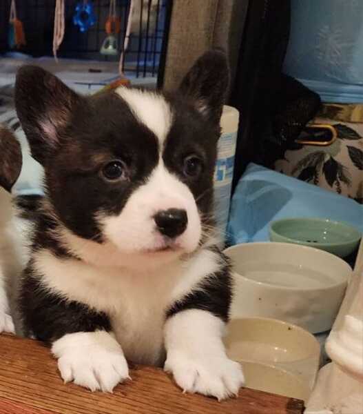 Merle Cardigan Pup for 1 in Mission Viejo, CA For Sale & Free