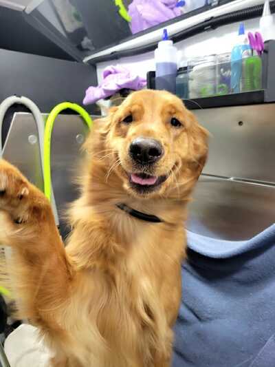 Asgard mobile online dog grooming