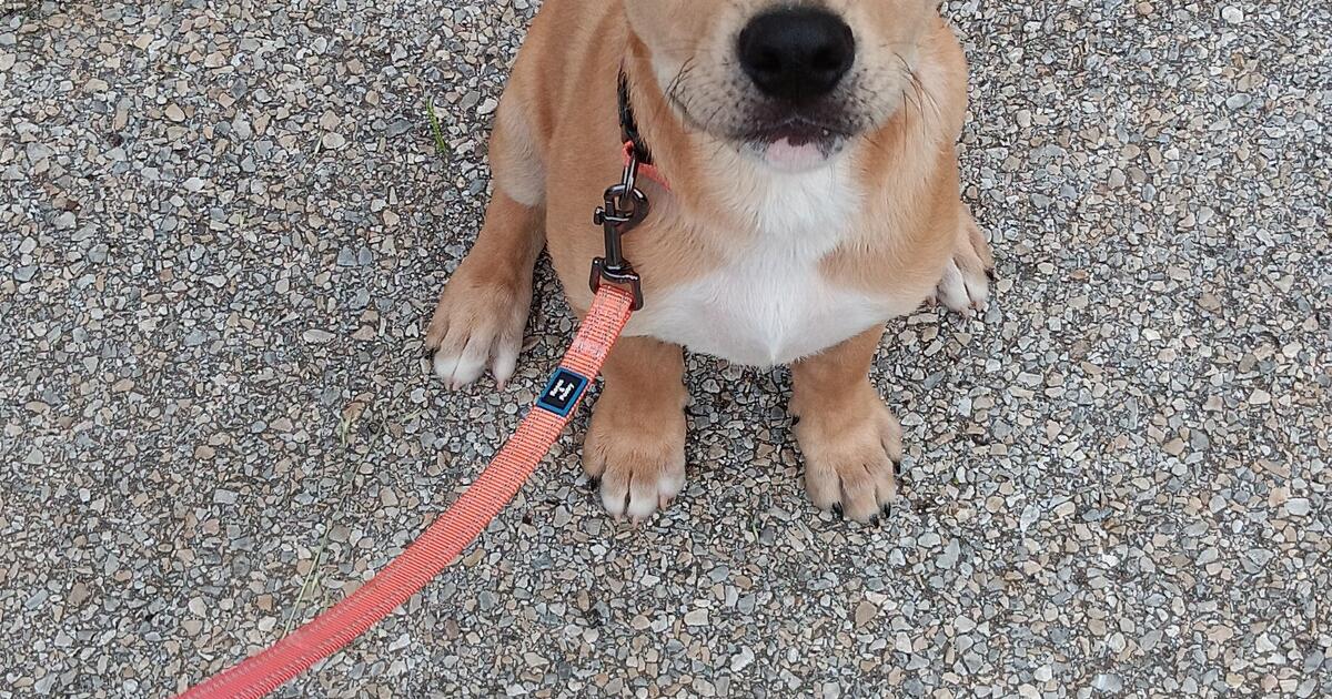 puppy for Free in Burleson, TX Finds — Nextdoor