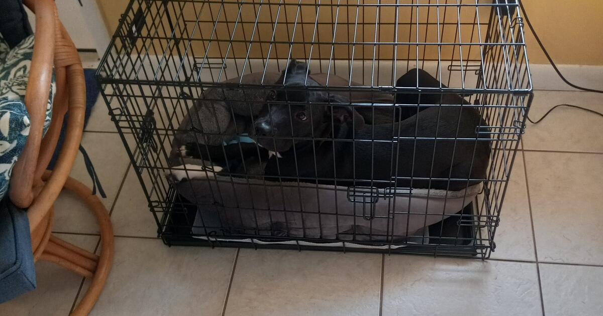 Curated visual reference: Picture Idea: Dog Crate For Free In Palm Beach Gardens Fl