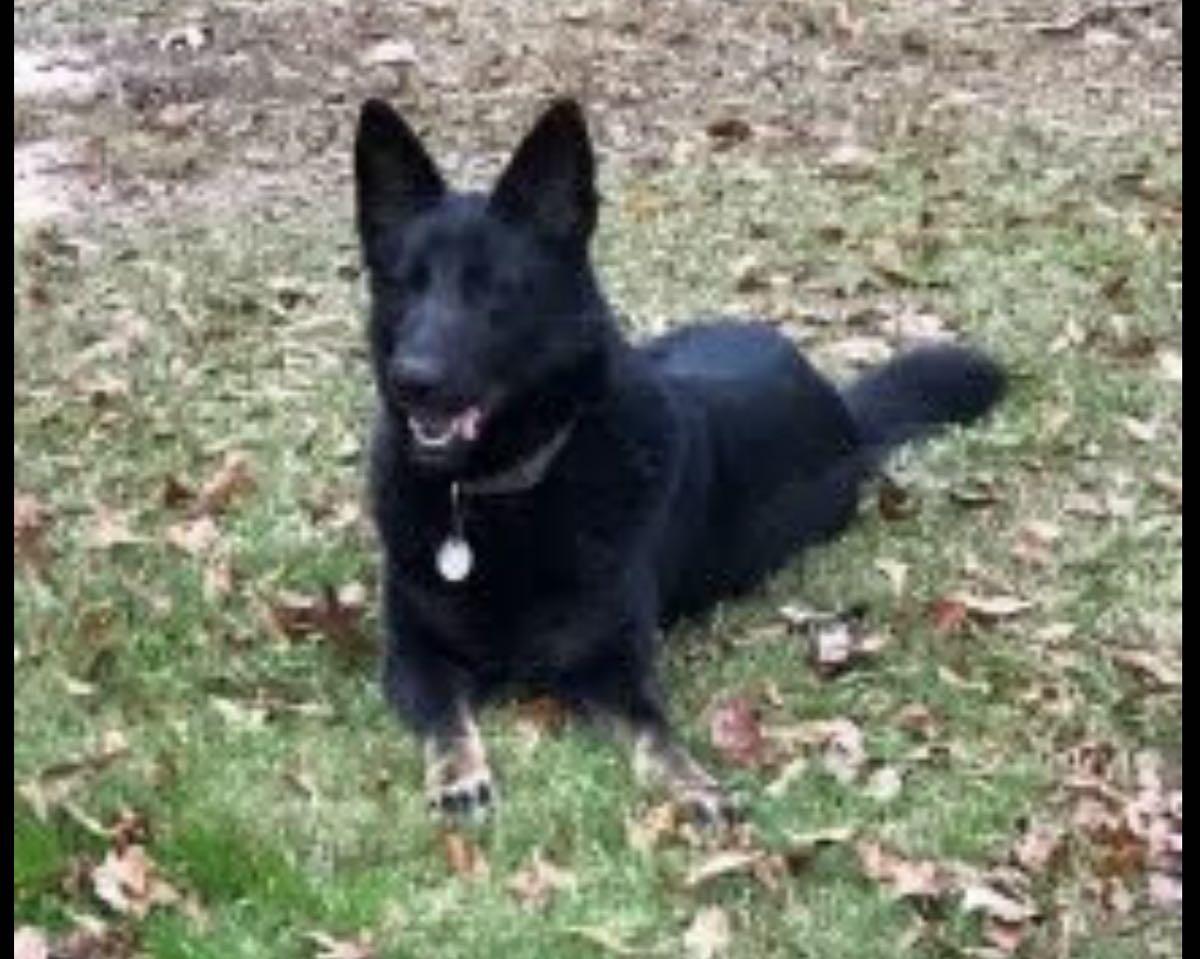 German shepherd for $50 in Ball Ground, GA | For Sale & Free — Nextdoor