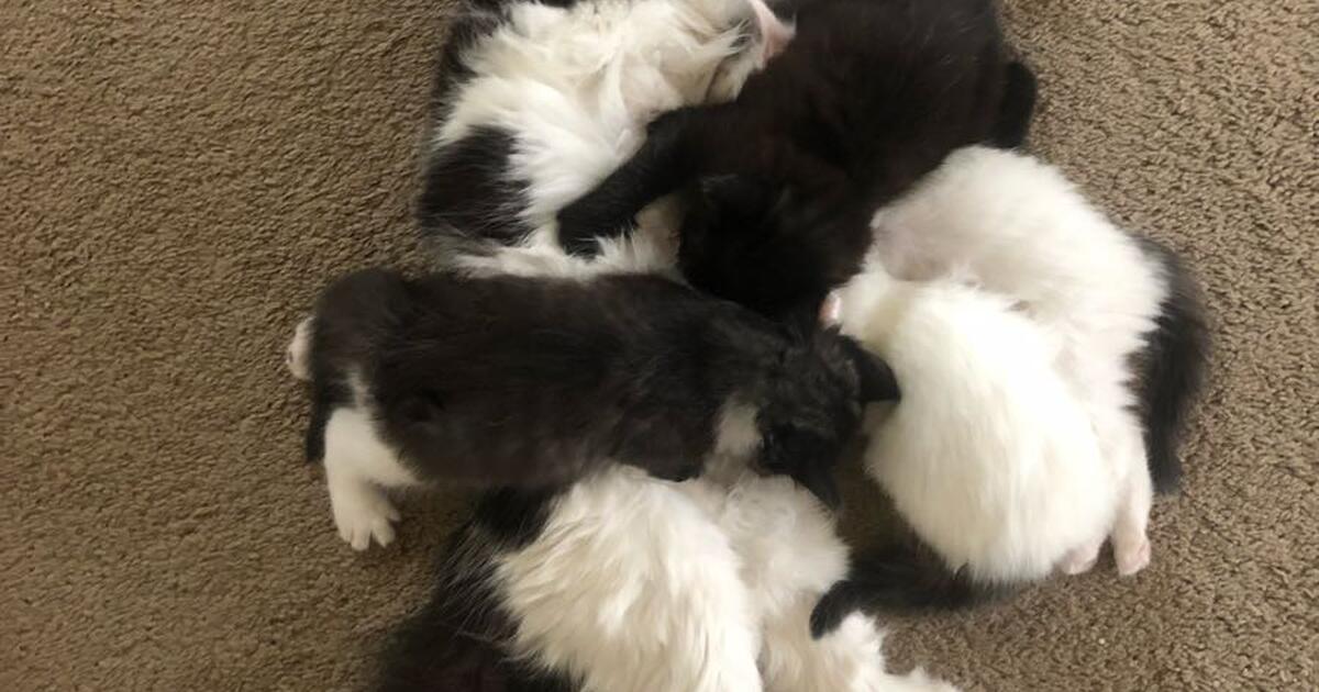 Kittens 🐈‍⬛ for Free in Chandler, AZ Finds — Nextdoor