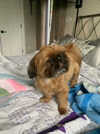 Animal House Pet Spa Weaverville NC Nextdoor