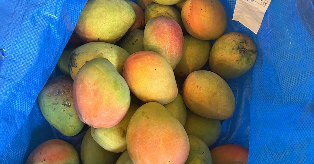 FREE MANGOES SO MANY for Free in Lake Worth, FL Finds — Nextdoor