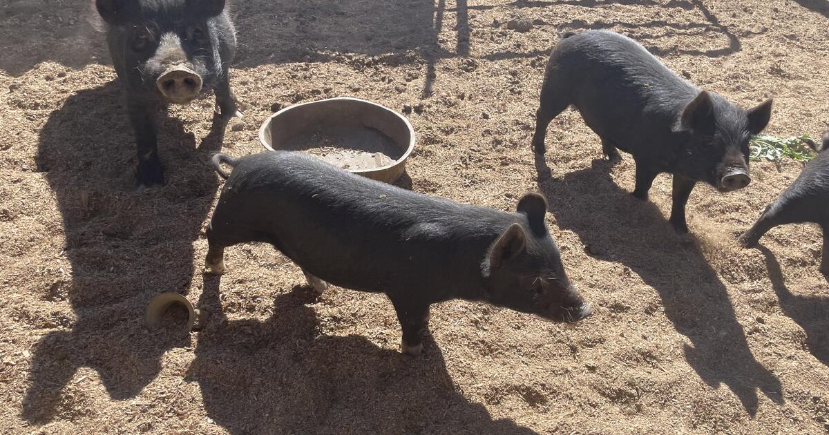 American Guinea Hog Boar piglets for 50 in Caliente, CA For Sale