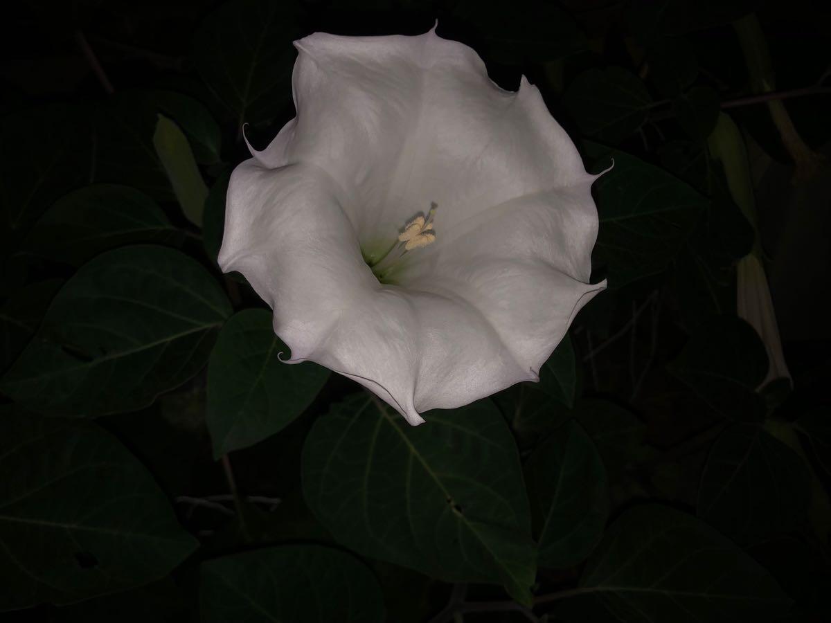 Moonflower bush seeds. for 5 in Pottsboro, TX For Sale & Free — Nextdoor