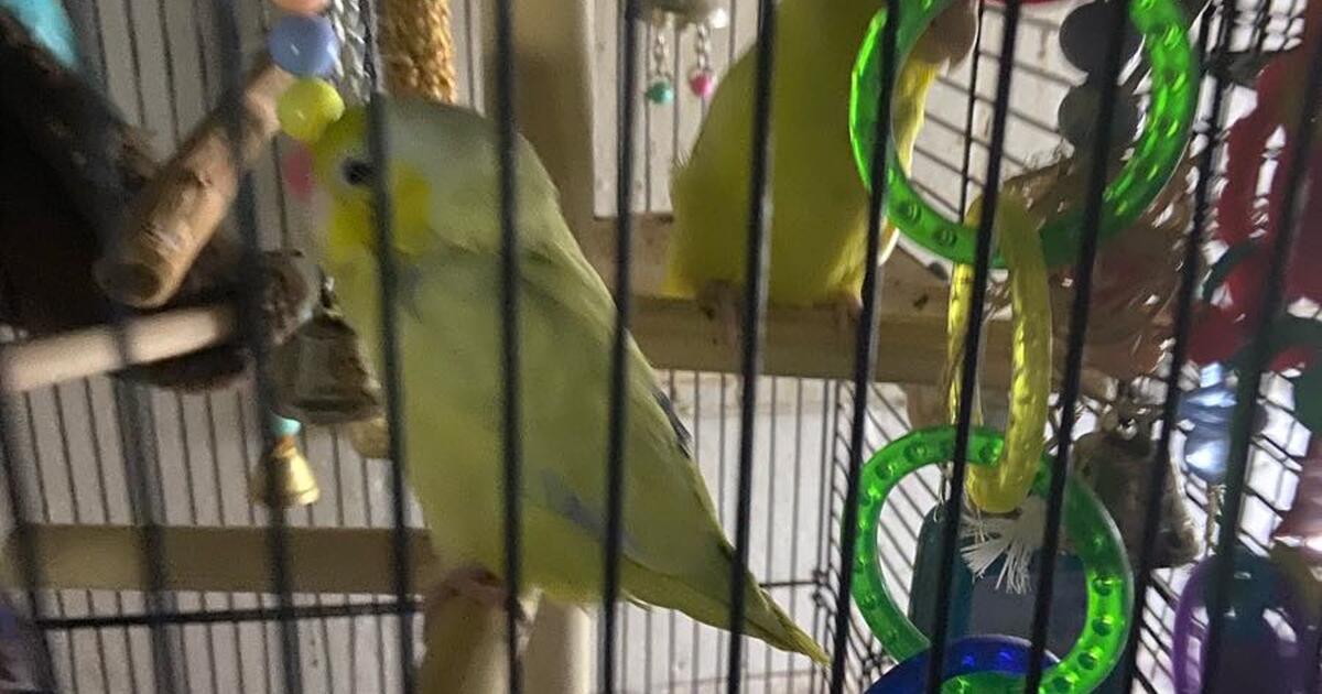 Rehome birds in Jersey City, NJ For Sale & Free — Nextdoor