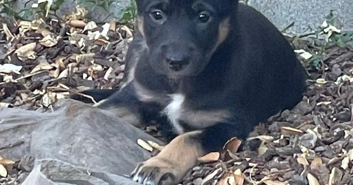 Free puppy adoption for Free in Walnut Creek, CA Finds — Nextdoor