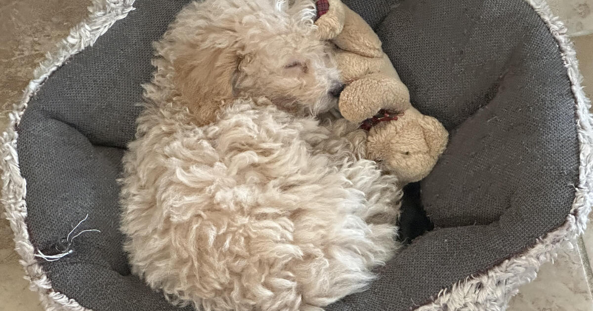 Puppy in Sarasota, FL For Sale & Free — Nextdoor