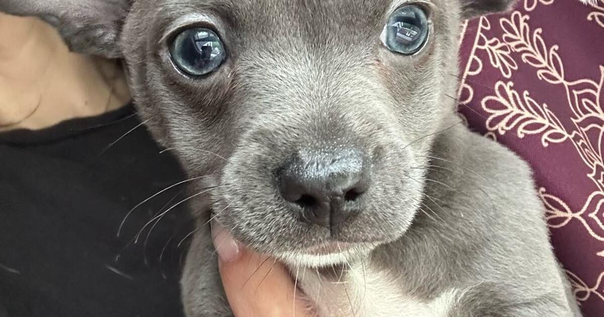 Ray cha puppies in Matamoras, PA For Sale & Free — Nextdoor