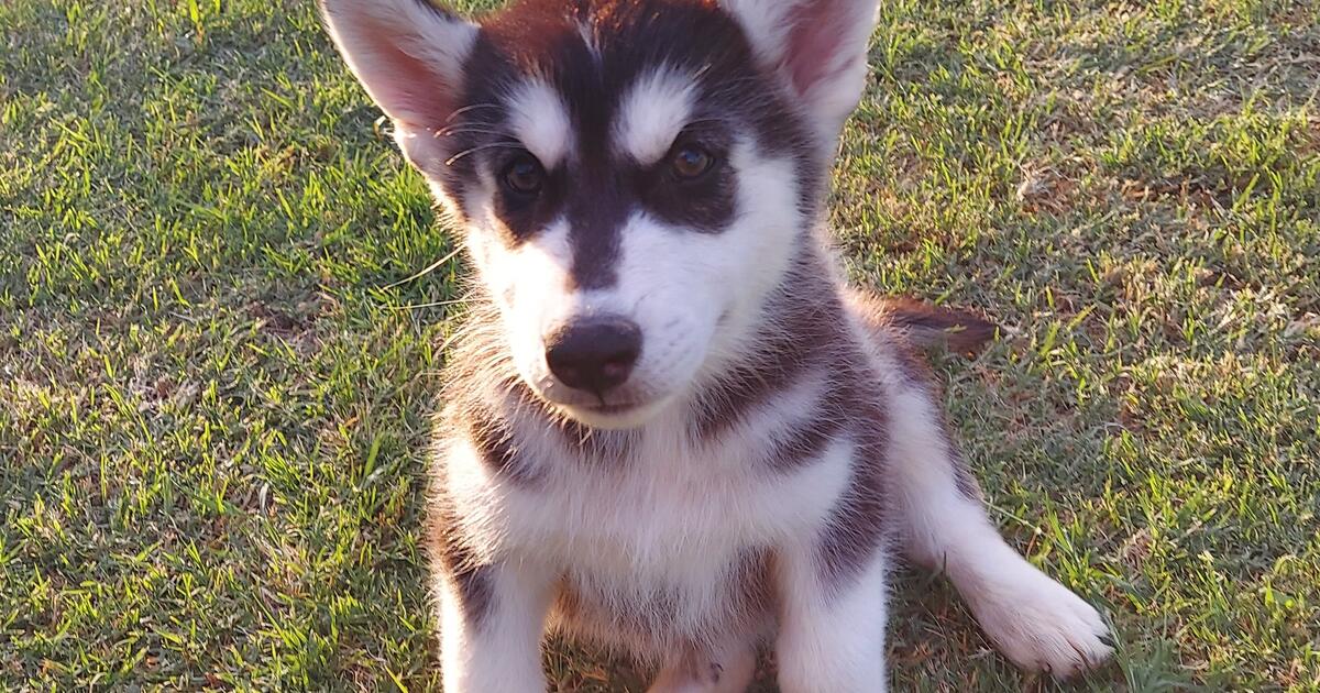 Last Husky Left in El Paso, TX For Sale & Free — Nextdoor