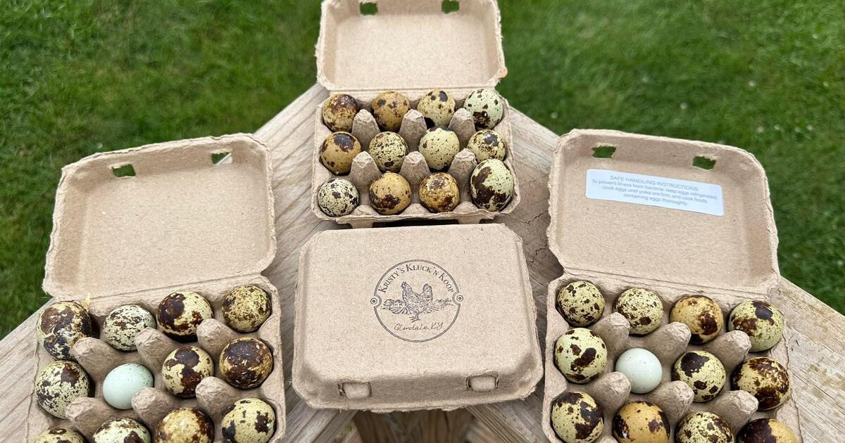 Fresh quail eggs for 2 in Elizabethtown, KY For Sale & Free — Nextdoor