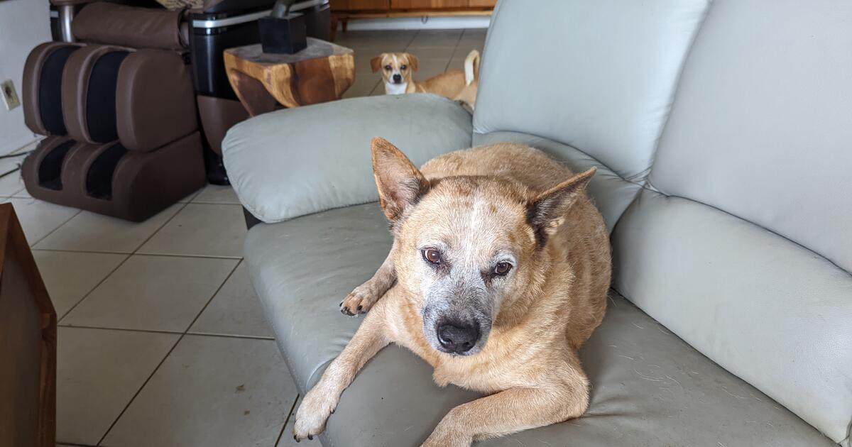 Dingo Dog free to good home in Pahoa, HI Finds — Nextdoor
