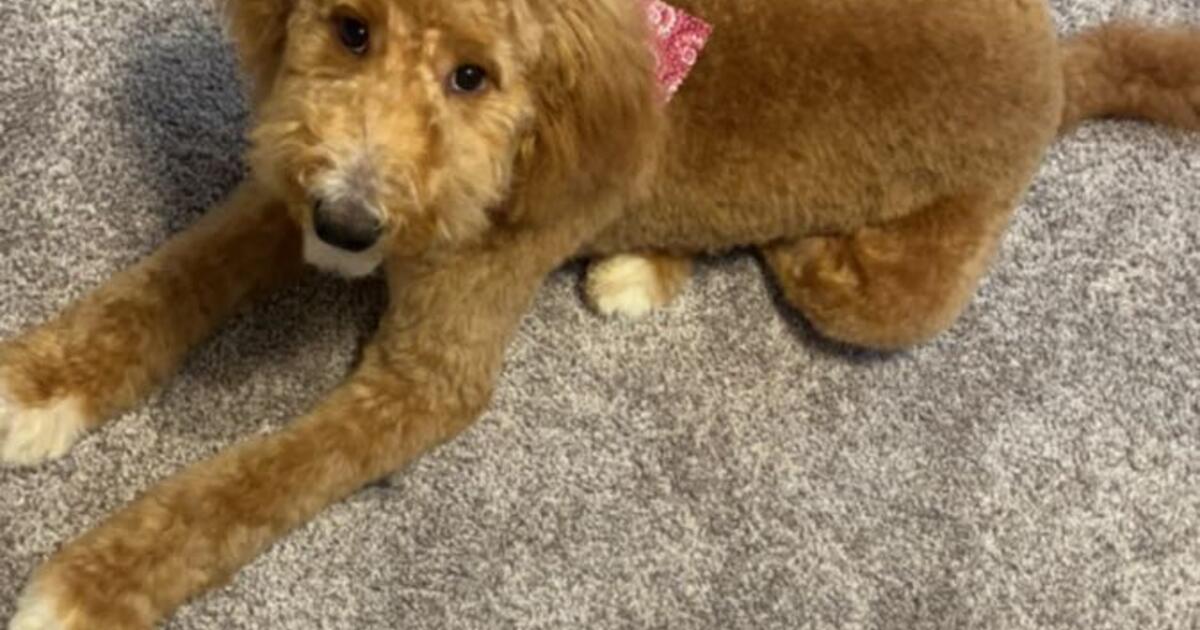 Golden Doodle For Free In Virginia Beach VA For Sale Free Nextdoor   37db1da18c2110332af1a1b3ad1d7c78 .crop1200x630 