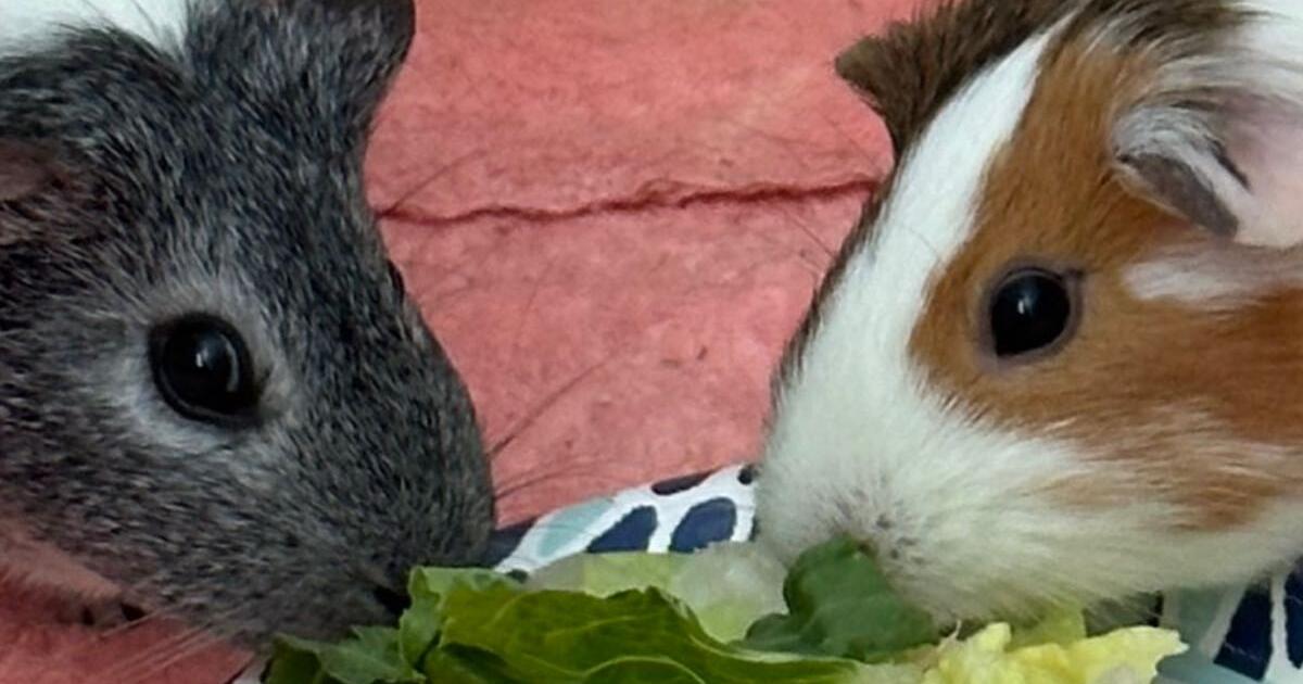Two Guinea Pigs for Free in Bryn Mawr, PA Finds — Nextdoor