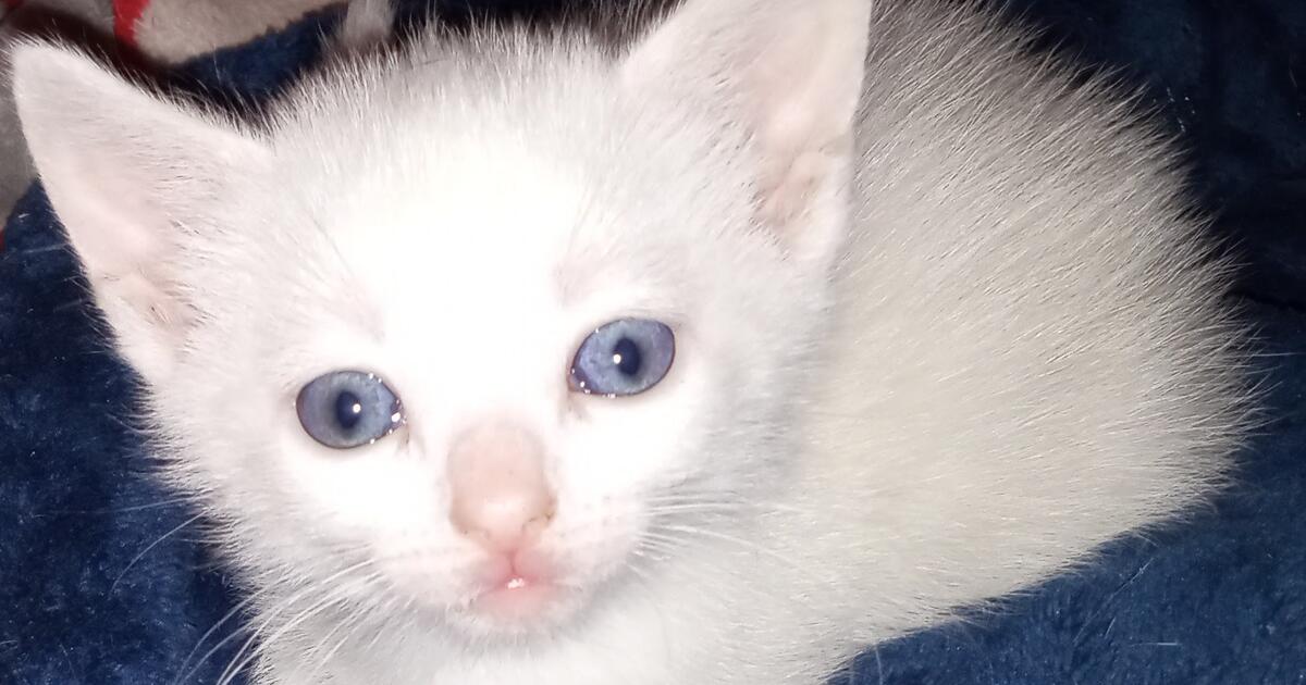 Kittens for Free in Columbus OH For Sale Free Nextdoor