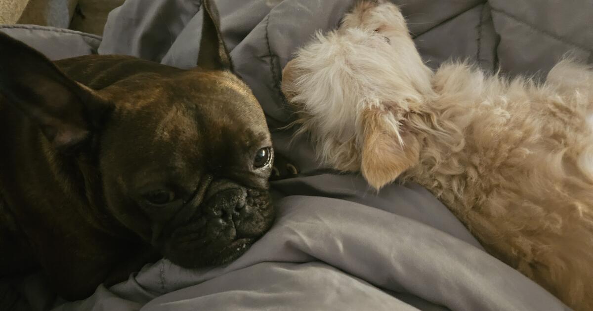 YORKIEPOO ST Plaque De Rue Vintage En Métal Pour Bar, Café