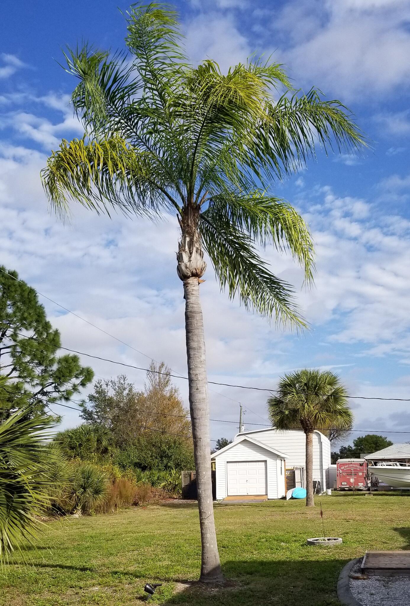 Free Full Grown Palm Tree for Free in Englewood, FL For Sale & Free