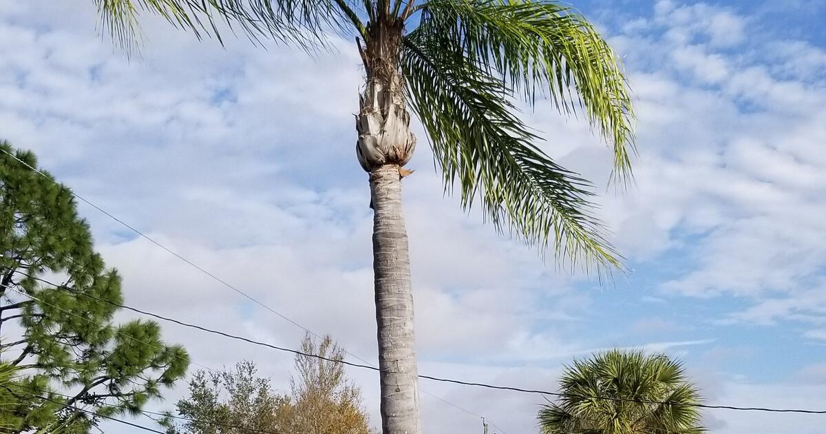 Free Full Grown Palm Tree for Free in Englewood, FL For Sale & Free