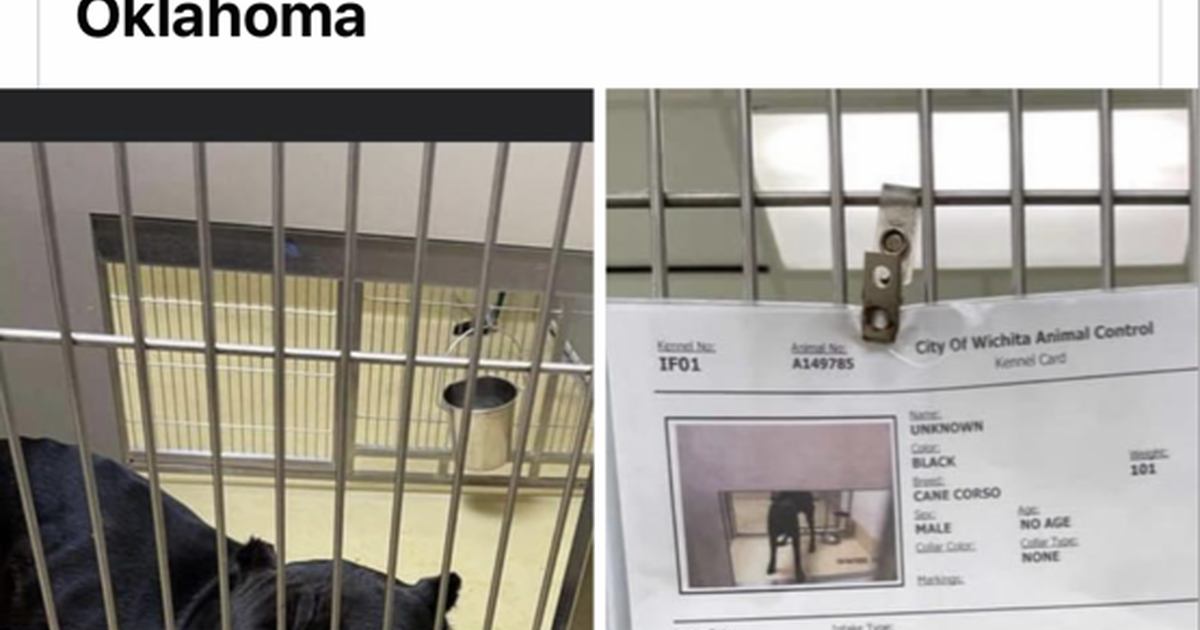 Dog picked up in Tonkawa. Now at Wichita Animal Shelter for Free in Wichita, KS Finds — Nextdoor