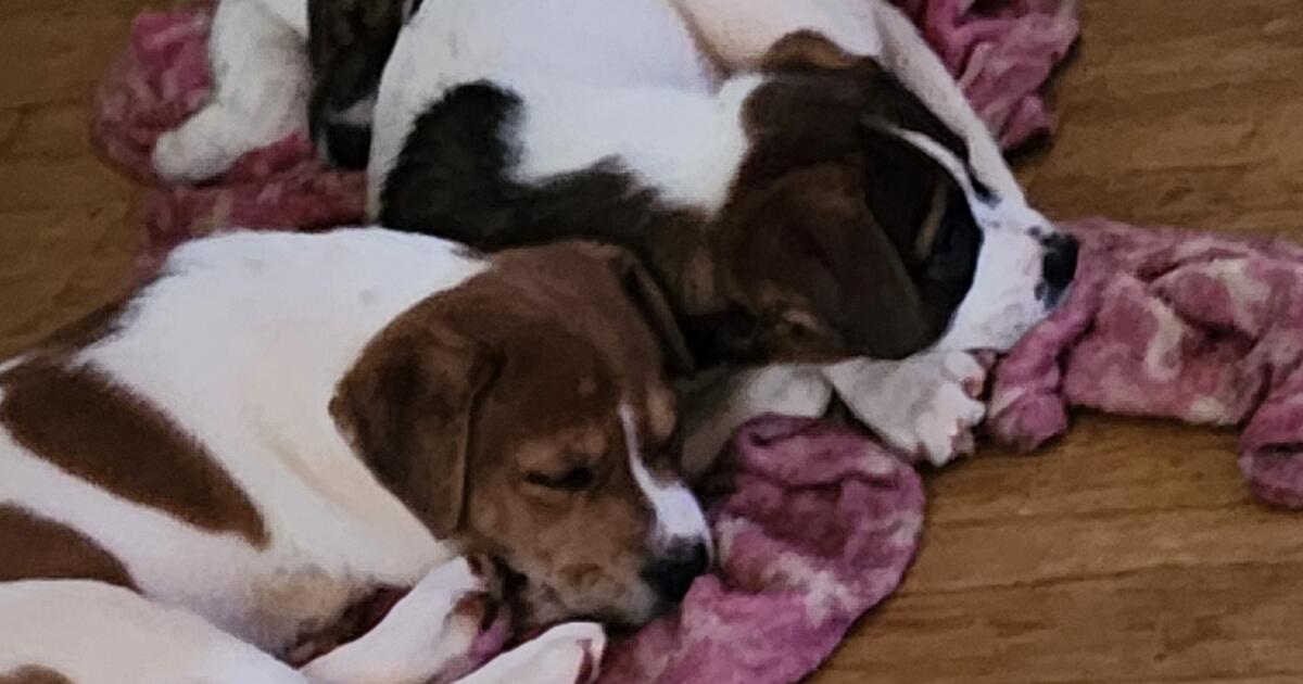 Puppies for Free in Toccoa, GA For Sale & Free — Nextdoor