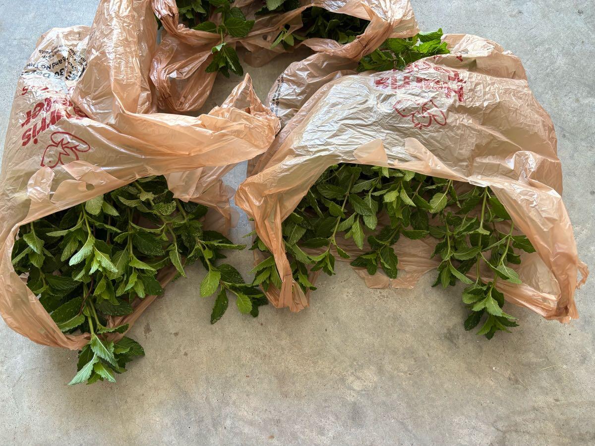 Fresh Mint Leaves