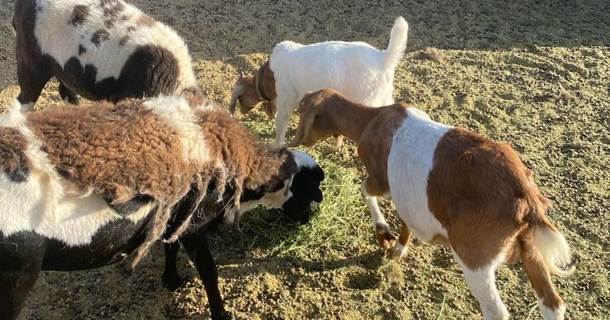 LAMB SHEEP Goat for 1 in Pahrump, NV Finds — Nextdoor
