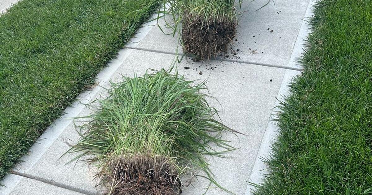 FREE GRASS READY TO GO!! for Free in Elkhorn, NE | For Sale & Free ...