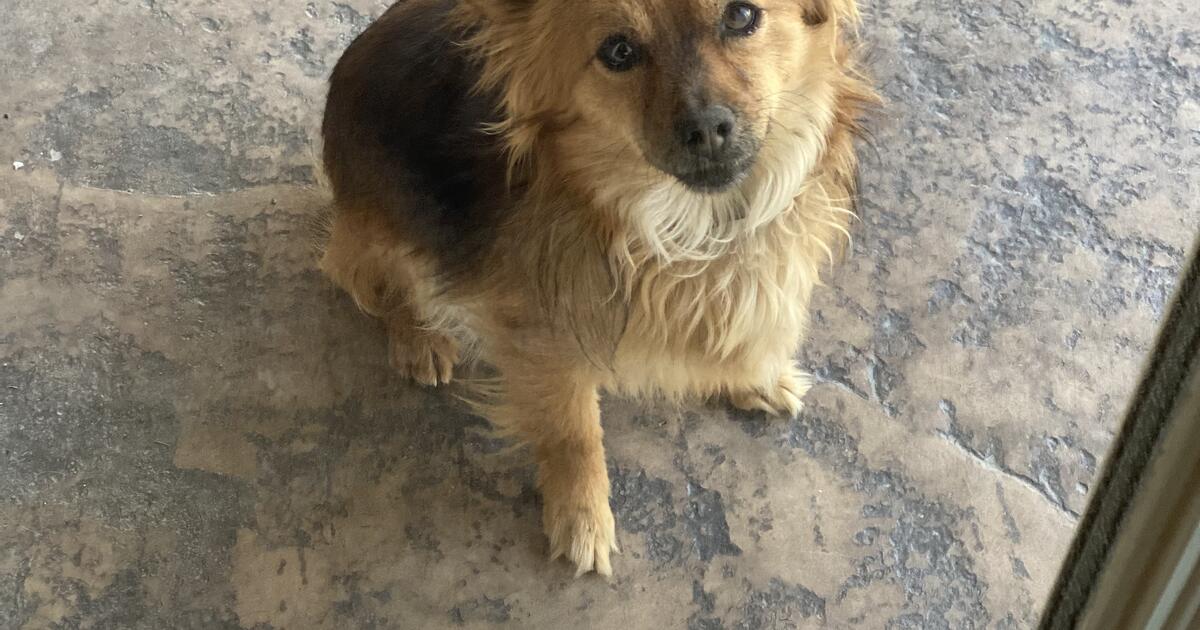 Free small dog to good home🐶 for Free in Bakersfield, CA For Sale