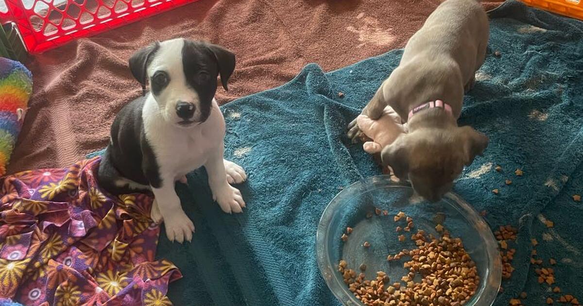 Puppies in need of a good home! Only serious, responsible pet owners