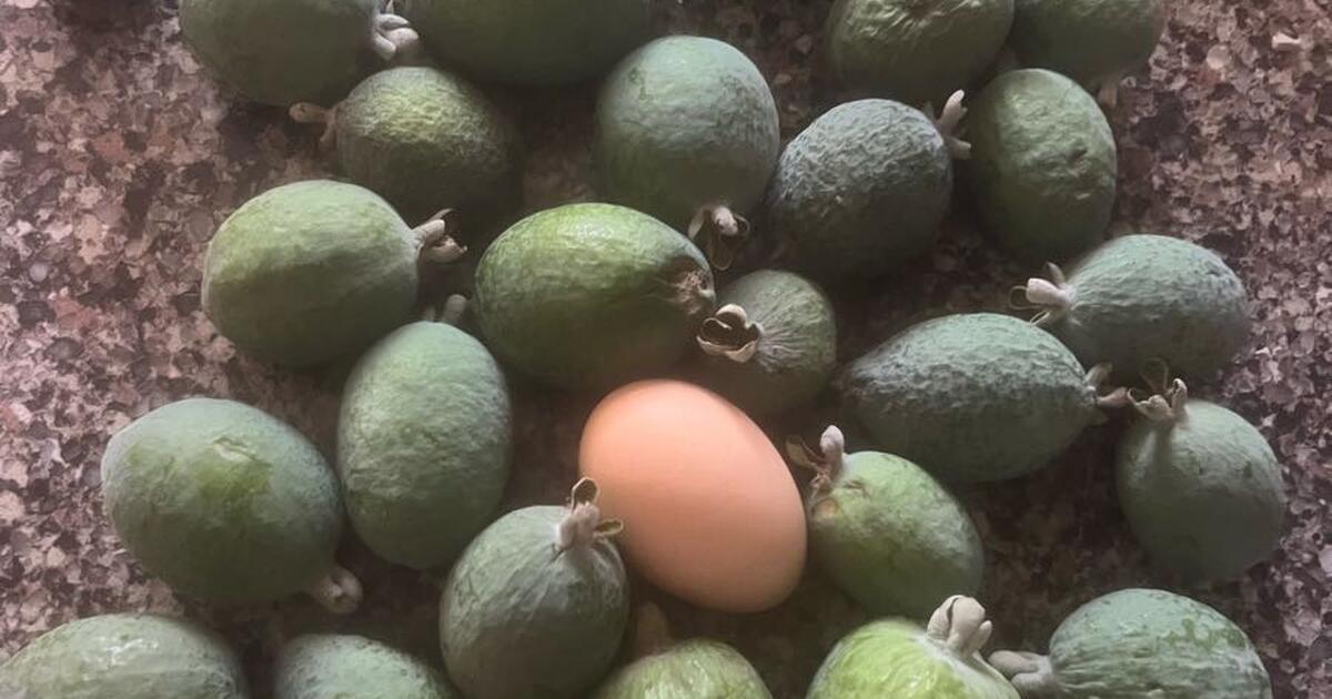 Pineapple guava in exchange of your dragon fruit cuttings for Free in