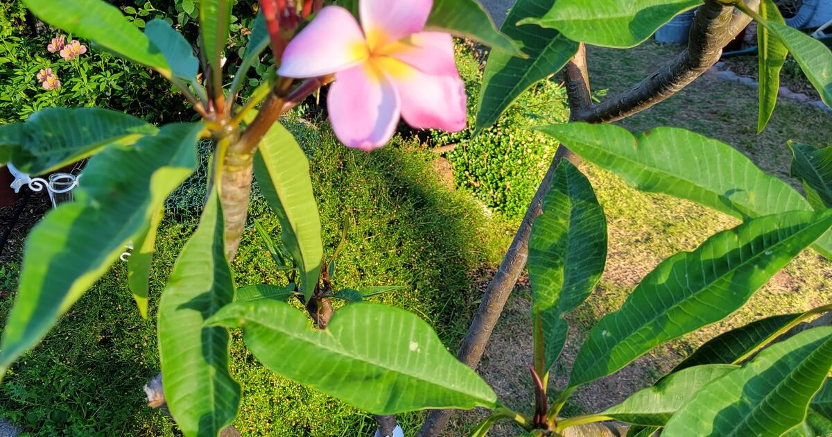 Plumeria Tree for Sale for 25 in San Diego, CA Finds — Nextdoor