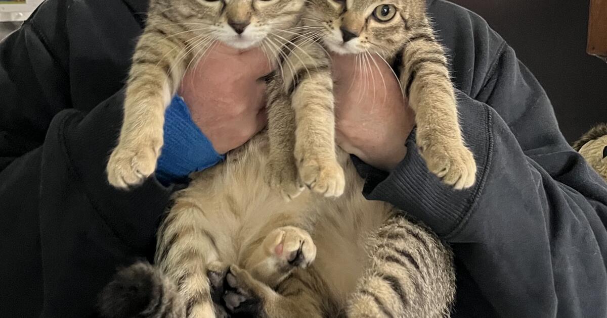 10 week old kittens for Free in Newport, OR For Sale & Free — Nextdoor